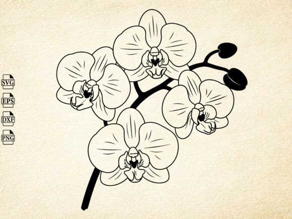 Download Orchid Flower Svg, Orchid Silhouette - Silhouette Collection